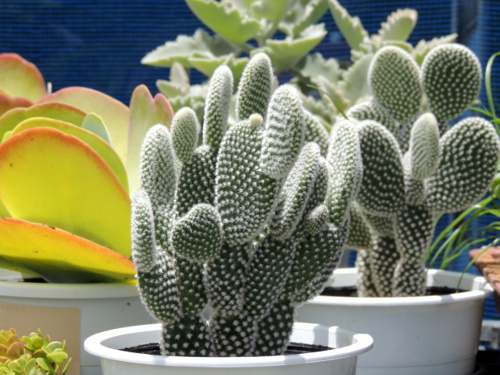 横浜市泉区でおすすめの花屋は？ベランダガーデニングしたい方も必見！