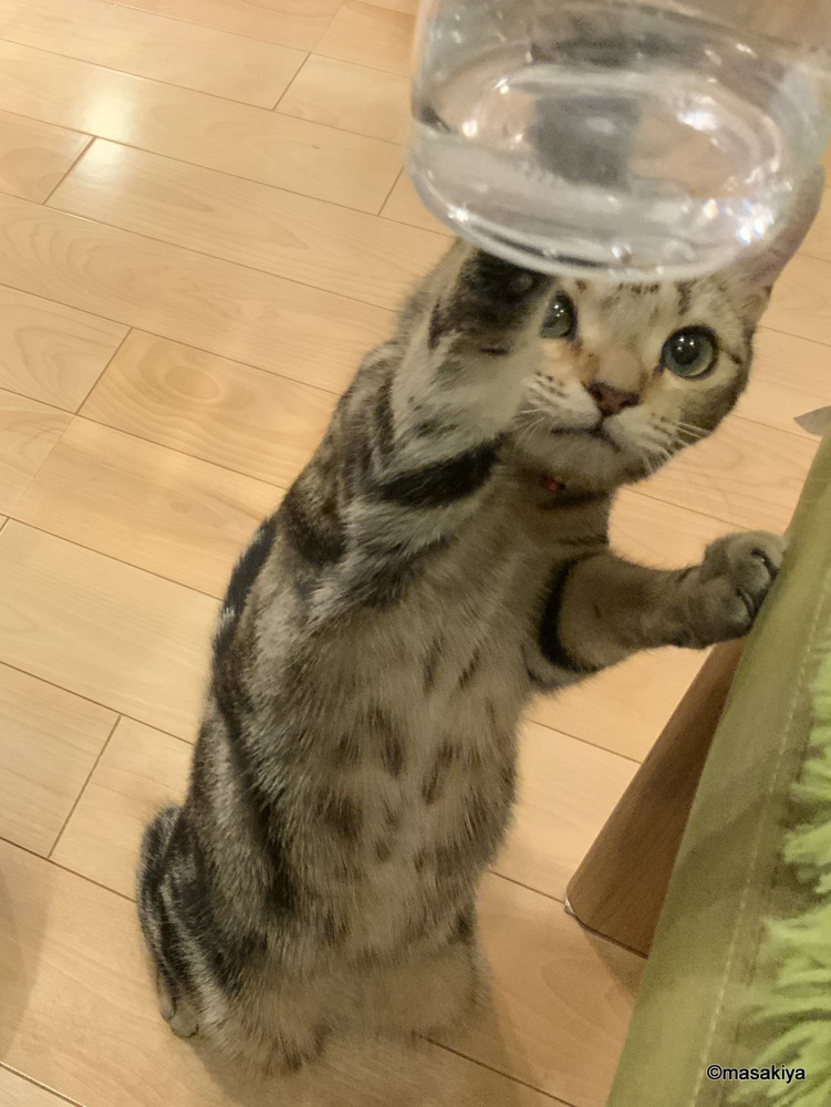 良いアングルの画像