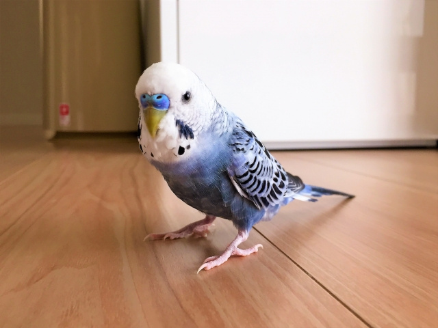 ペット不可の賃貸物件でも鳥なら飼えるケースも！交渉方法や飼う時の注意点の画像