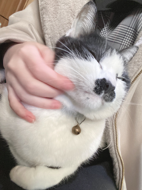 ちょびひげ猫さんの画像