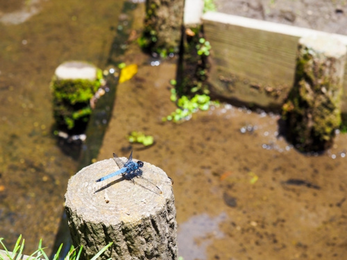 新宿中央公園のビオトープで観察できる生物