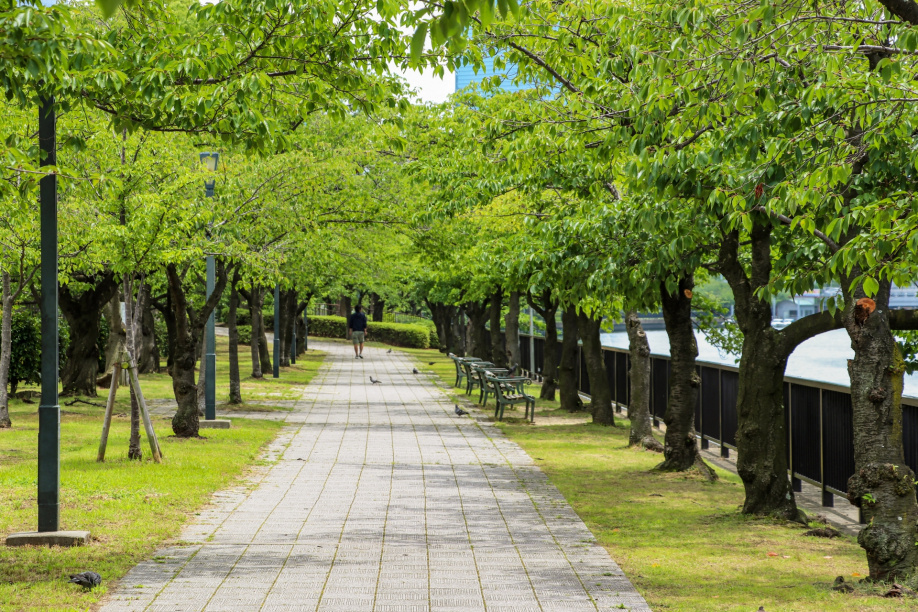 さいたま市大宮区にある「氷川参道」周辺のまちづくりについての画像