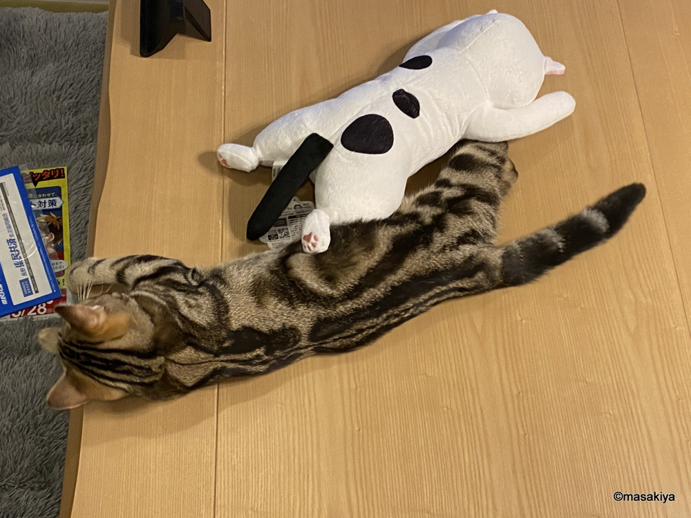 物件が減ってきました。。。の画像