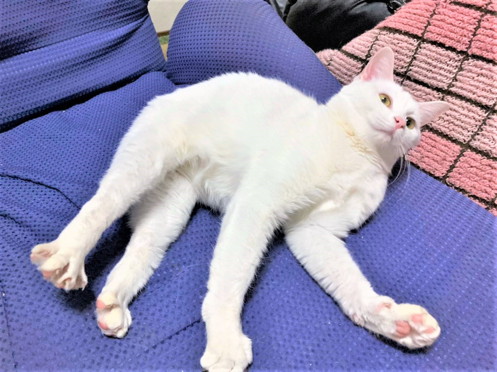 【続】猫で優勝しようの画像