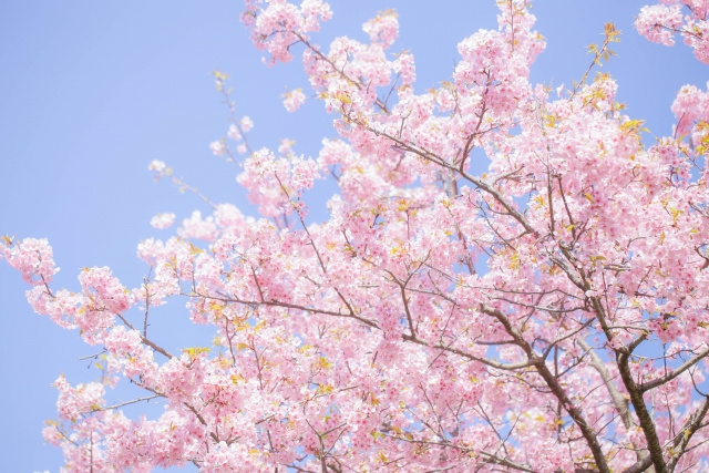 日本の春といえばお花見の季節！鹿沼市内にあるおすすめの桜の名所をご紹介の画像