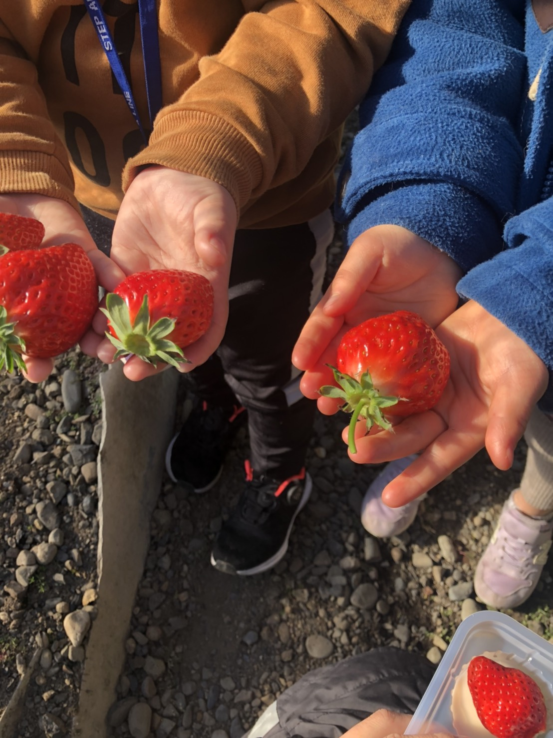 神奈川県秦野市内のいちご狩りが楽しめる農園の画像