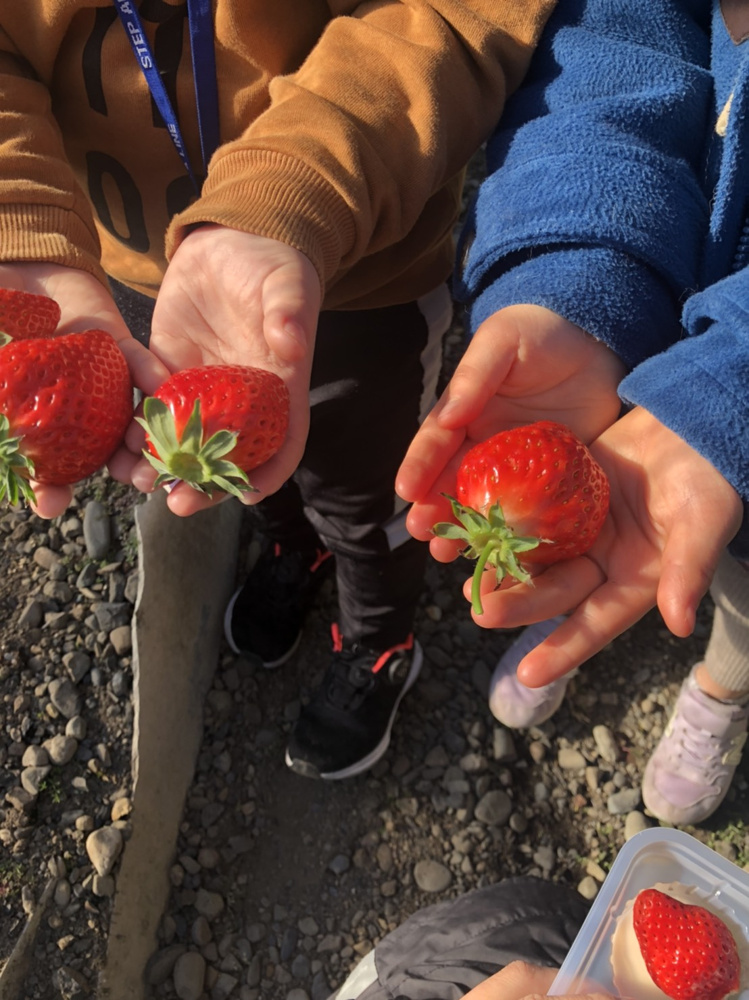 神奈川県秦野市内のいちご狩りが楽しめる農園の画像