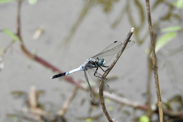 東播磨地域にある「いなみ野ため池ミュージアム」とは？歴史や生き物についてもご紹介の画像