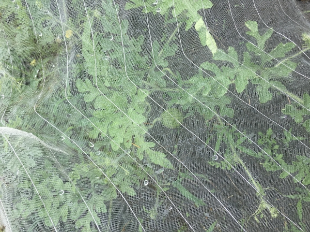 賃貸住宅の「害虫」対策！侵入経路を断って効率的にの画像
