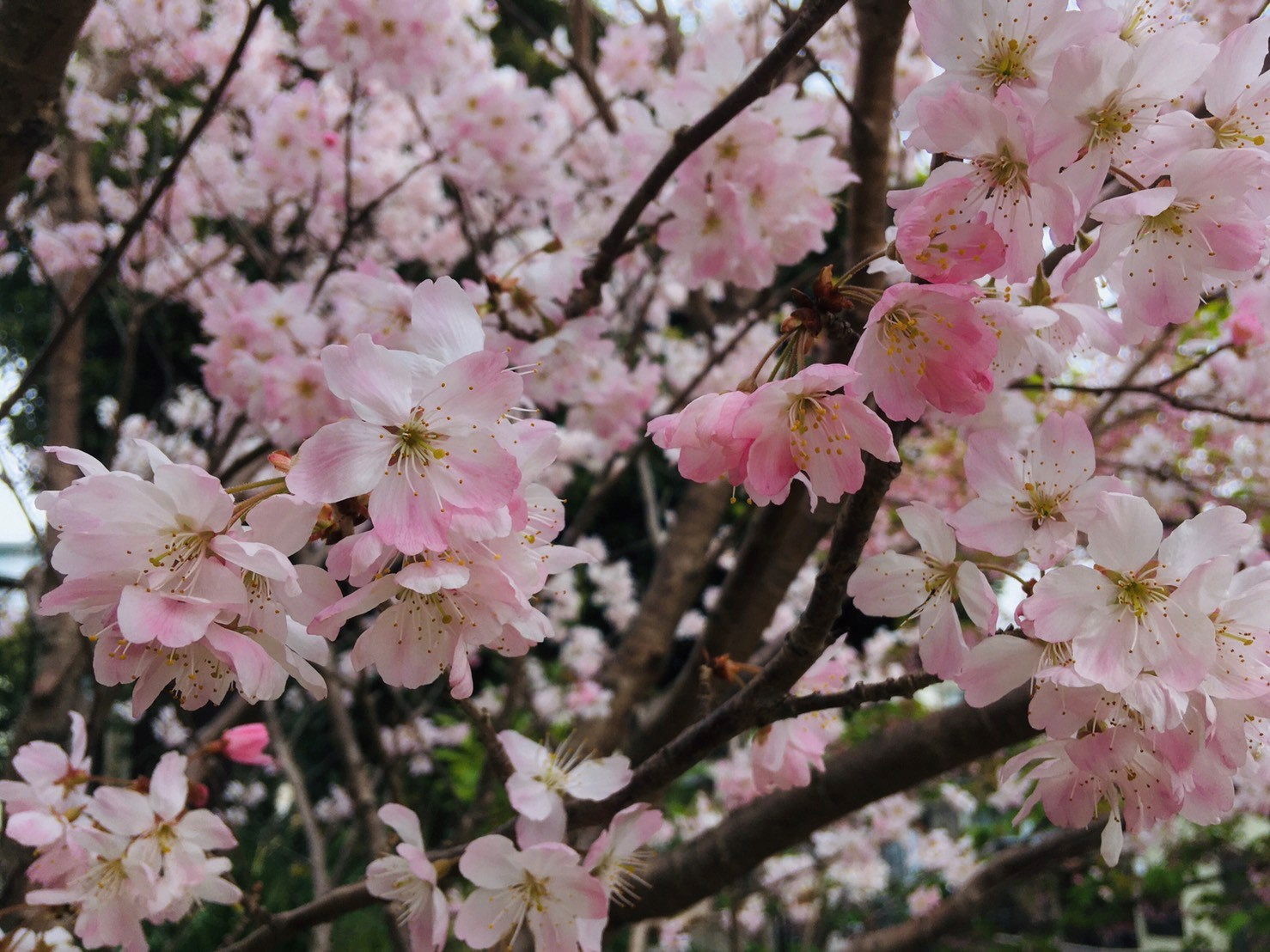 お花見の画像