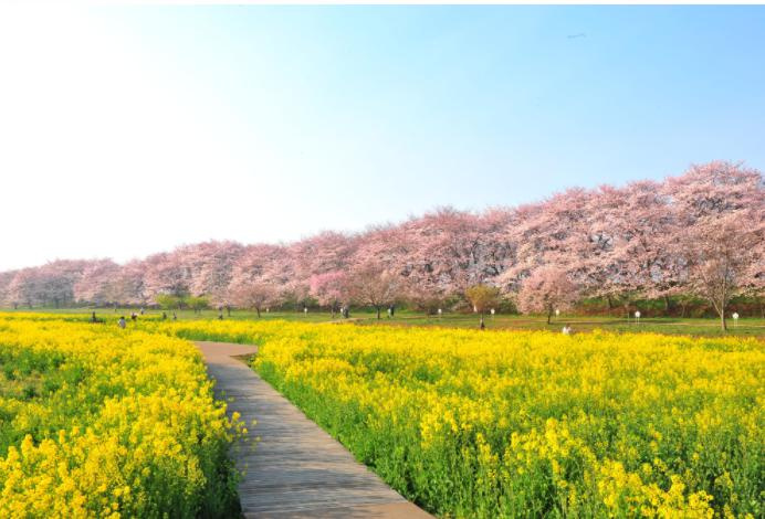 花の季節ですの画像