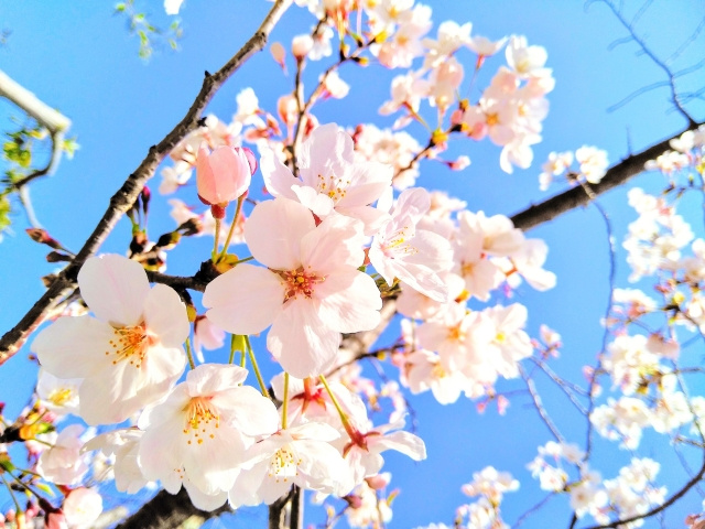 2021年戸塚桜まつり【中止】去年に続き２年連続の画像