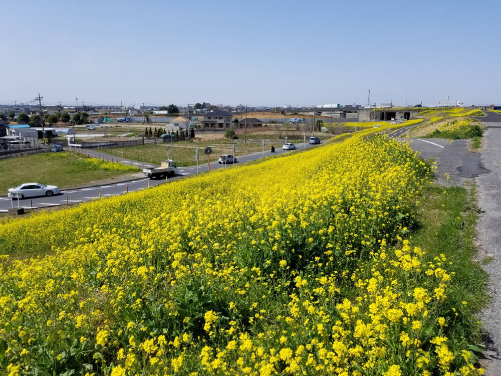 ３月１８日：菜の花２０２１の画像