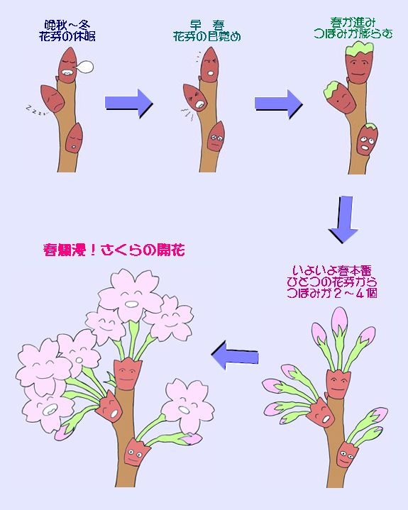 桜の画像