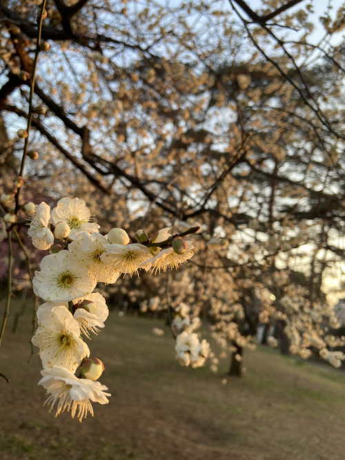 お散歩(*'ω'*)の画像