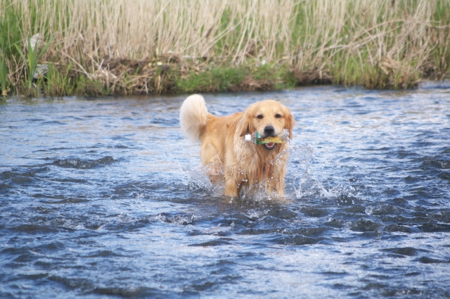 地域の清掃活動を行いました。の画像