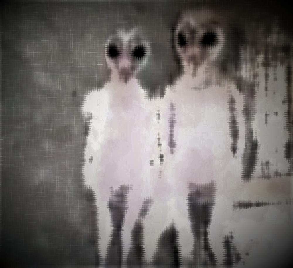謎の生命体現る！？？？の画像