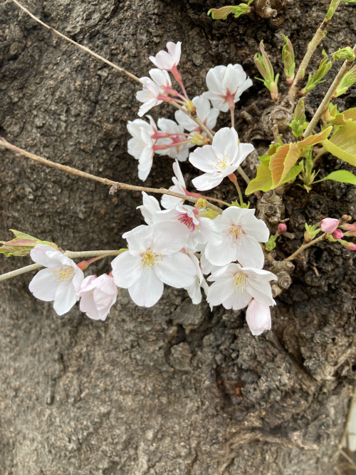 今年は早めの・・・の画像