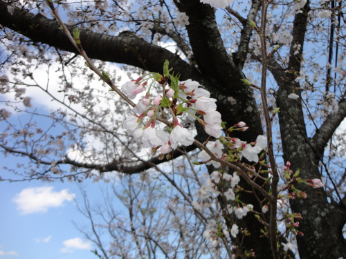 熊本の桜、開花五分咲き（熊本市東区　江津）　熊本市　不動産の画像