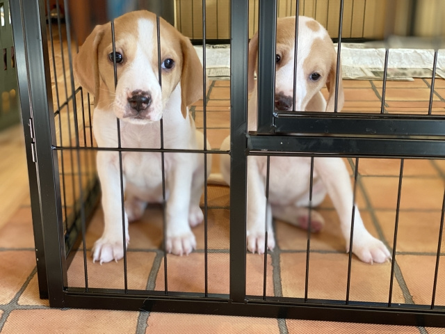 犬を飼いたい方におすすめ 千葉市の保護犬の情報をチェックしよう 千葉市の新築一戸建て ファミリホーム