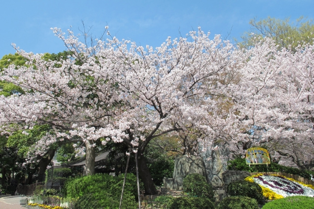 神戸市灘区の開花状況をチェック！菜の花や桜のおすすめスポットは？の画像