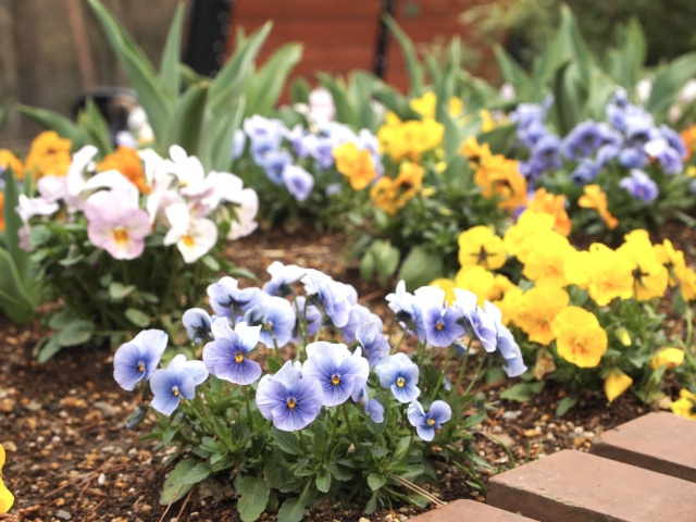 福井市でガーデニングを始めましょう！おすすめの花屋さん2選をチェック！の画像