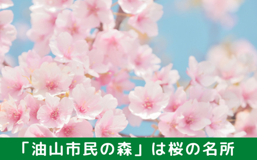 福岡市南区のおすすめスポット「油山市民の森」は桜の名所