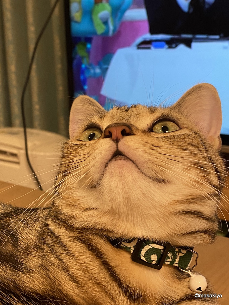 猫の表情の画像