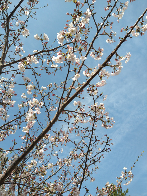 桜咲くの画像