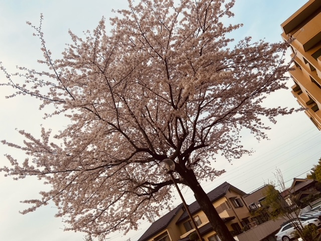 ～スタッフの日常～の画像