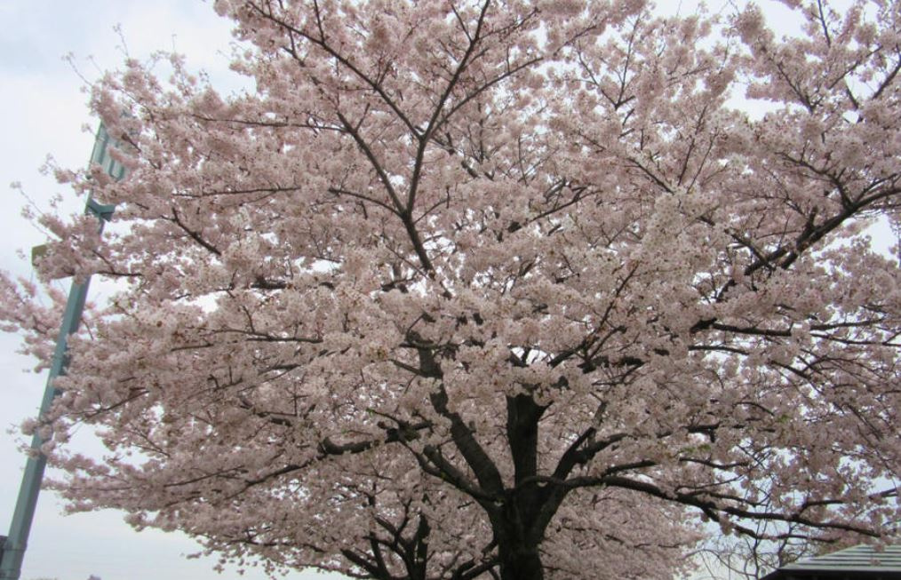 桜♪の画像