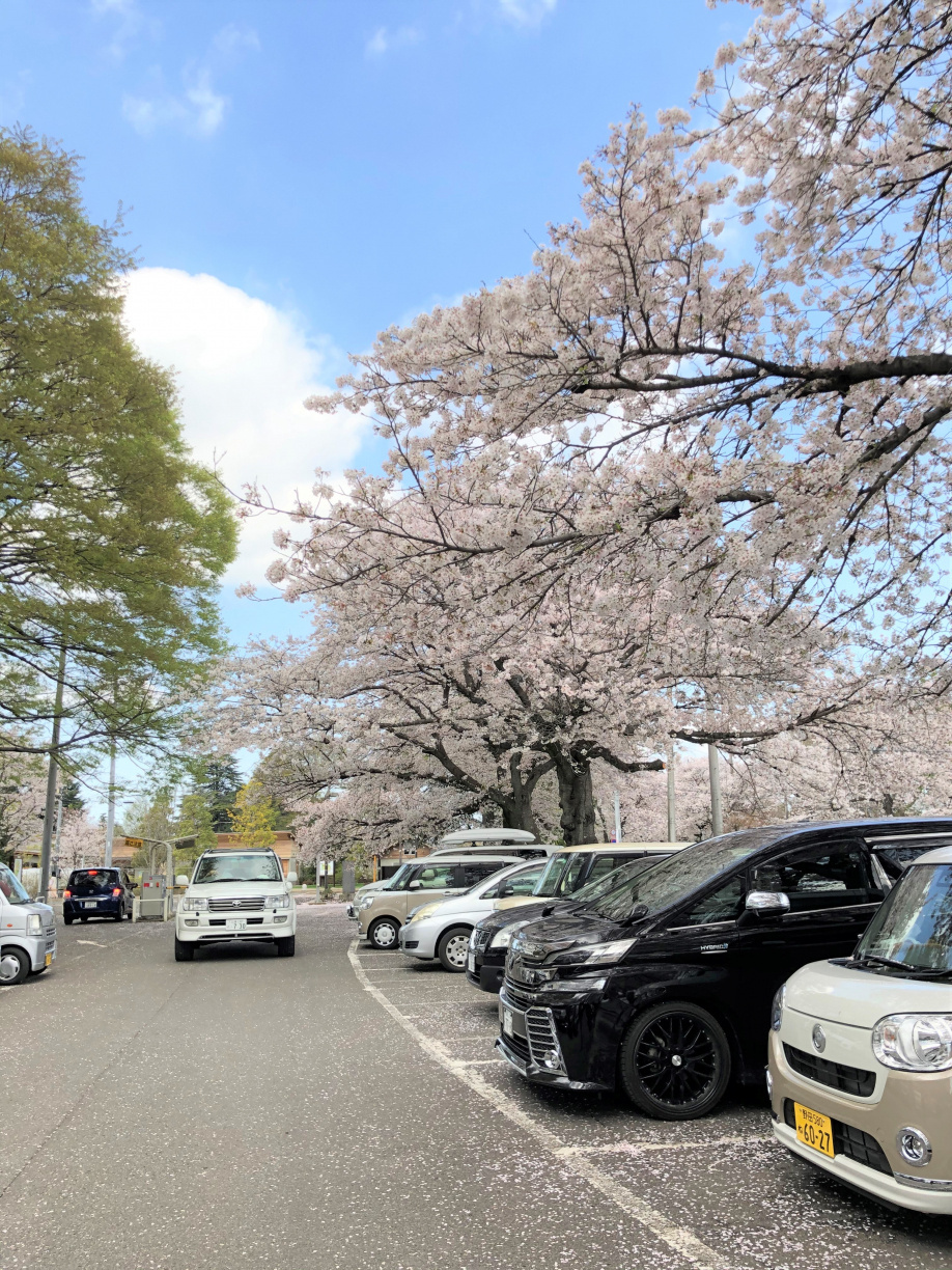 桜の香りや桜味のものが大好きなのですが、そもそも桜の花に・・かおり・・・？の画像