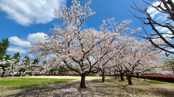３月３０日：花見の画像