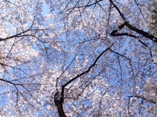 春が来る？来た！の画像