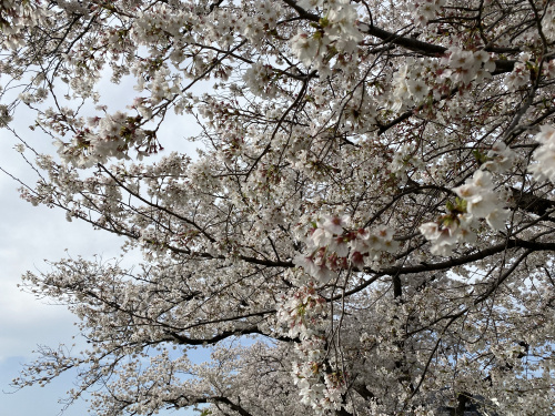 見頃ですの画像