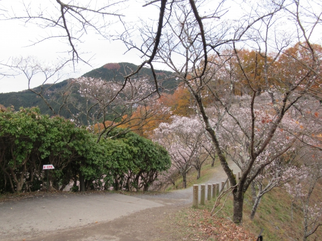 藤岡市のおすすめの公園その②桜山公園