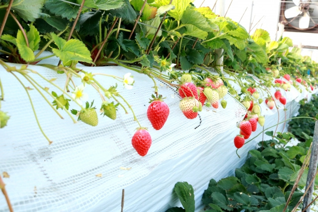 群馬県前橋市のブランドいちご「やよいひめ」についてご紹介！