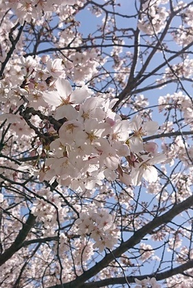 今年のお花見の画像