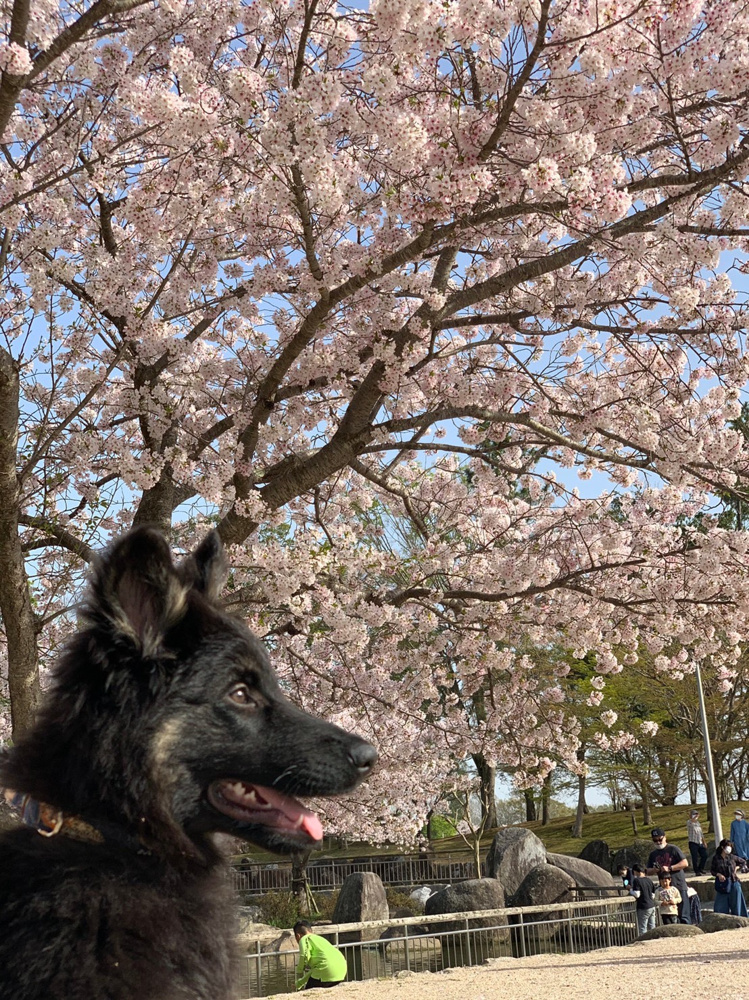 お散歩の画像