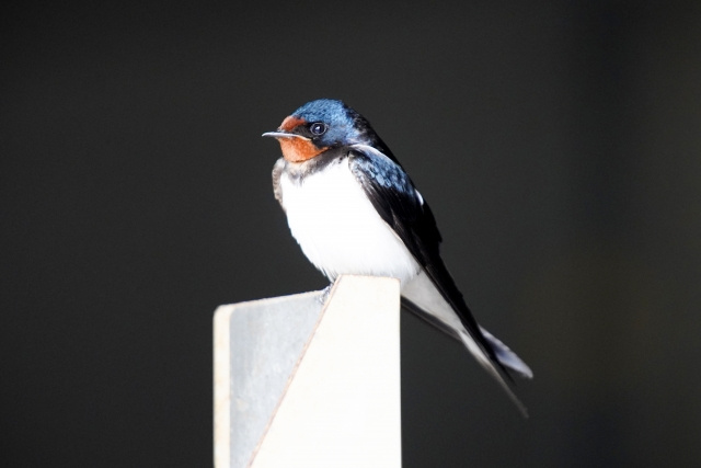 ツバメが帰ってきました！ ～埼玉開発からお届けツバメ日記～の画像