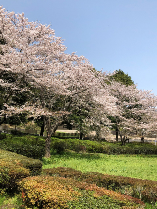 花島公園のサクラ／菜の花　満開！の画像