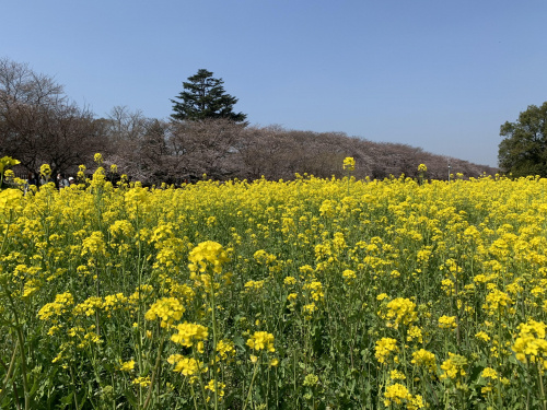権現堂の画像