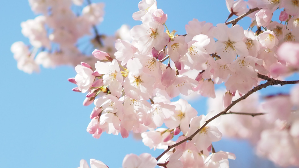 ４月８日：ご入学・ご入園おめでとうございます！の画像