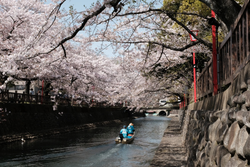 大垣船町川湊の桜の画像