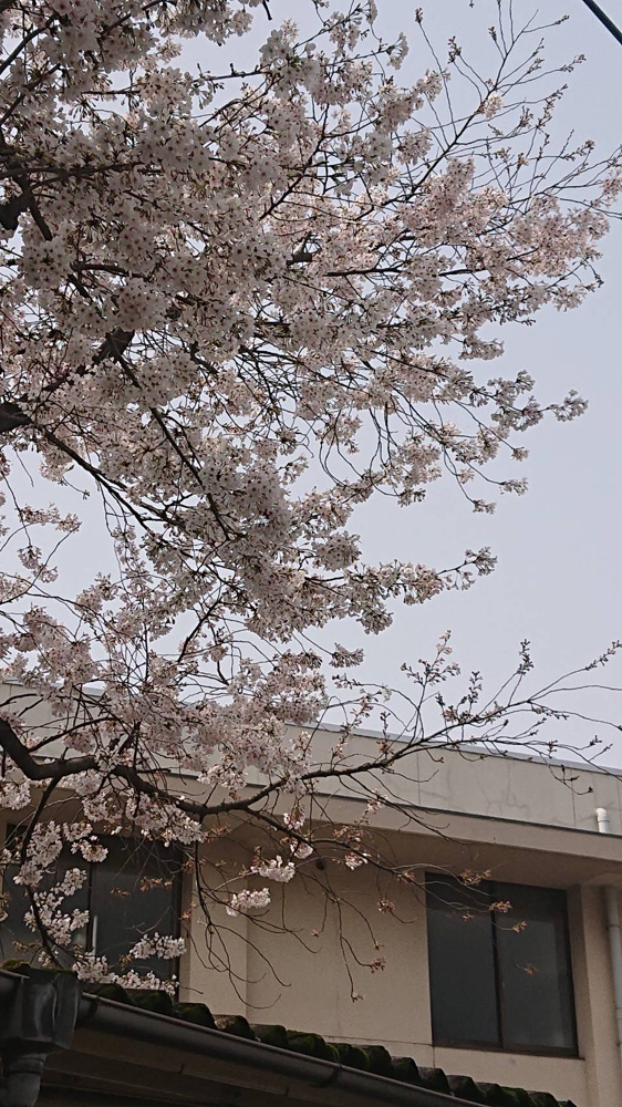 柴犬と桜の画像
