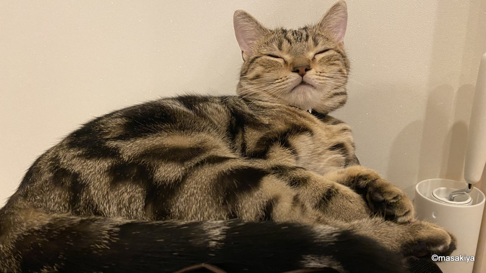 本日はお休みです。の画像