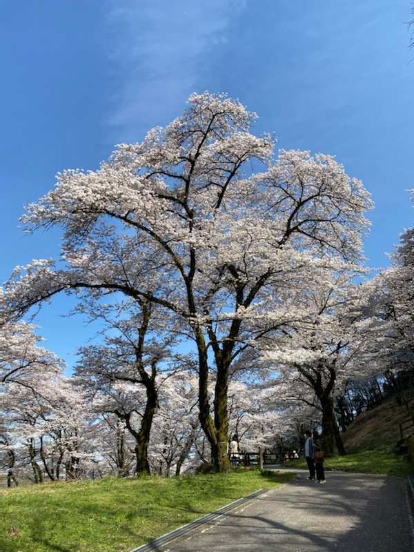 桜咲くの画像