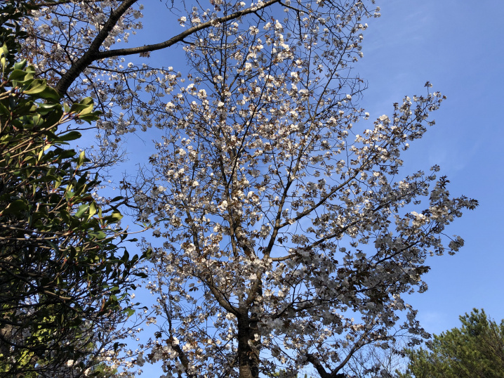 お散歩とお花見の画像