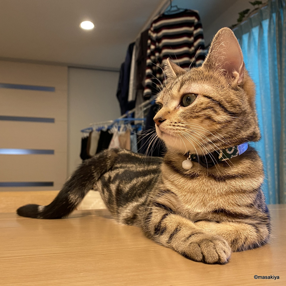 ペット可物件のペットの種類の画像