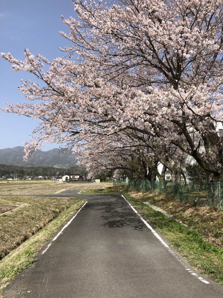 桜がきれいでしたね！の画像